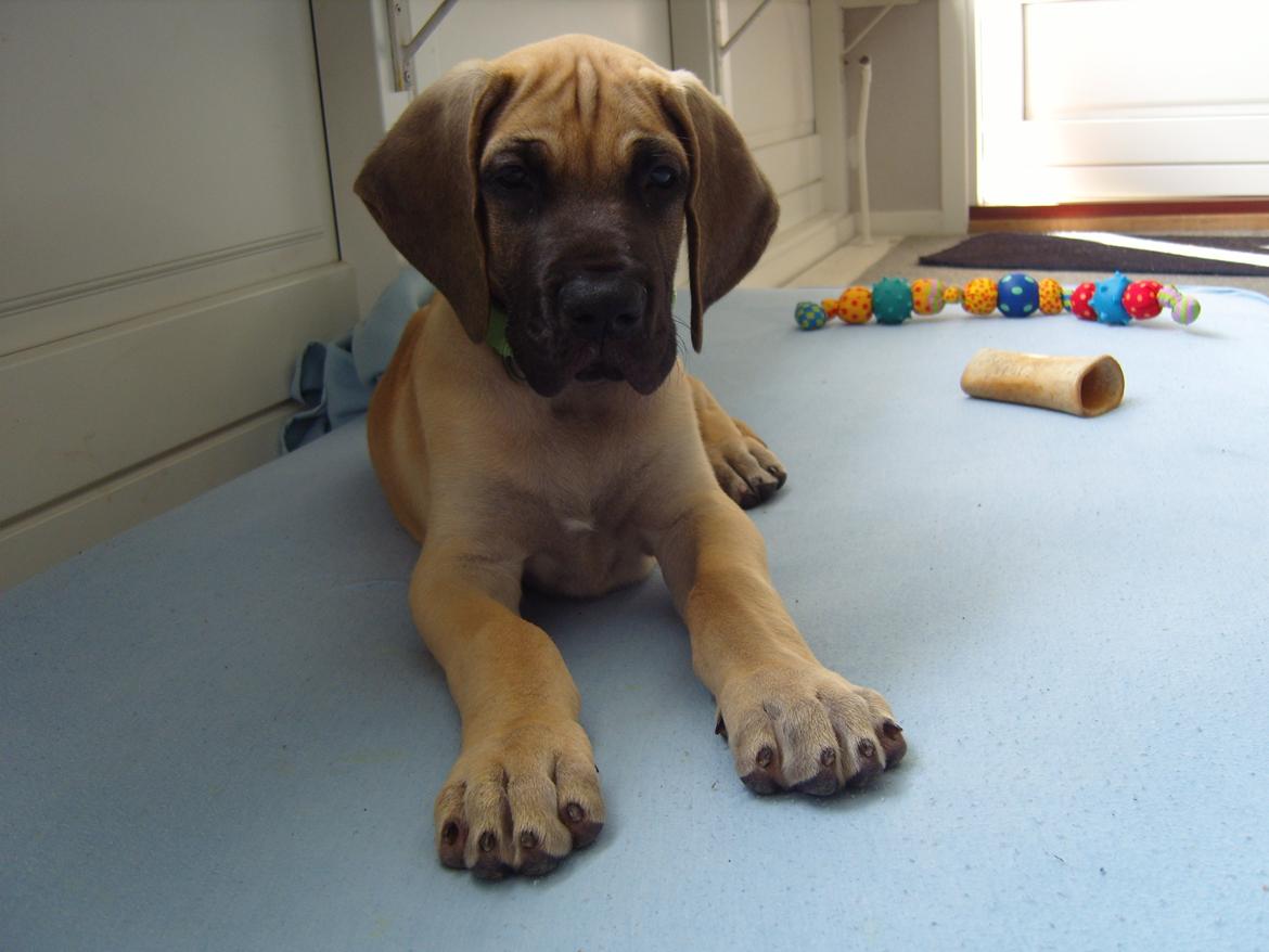 Grand danois The King and I prince Alain  -  Loke billede 2