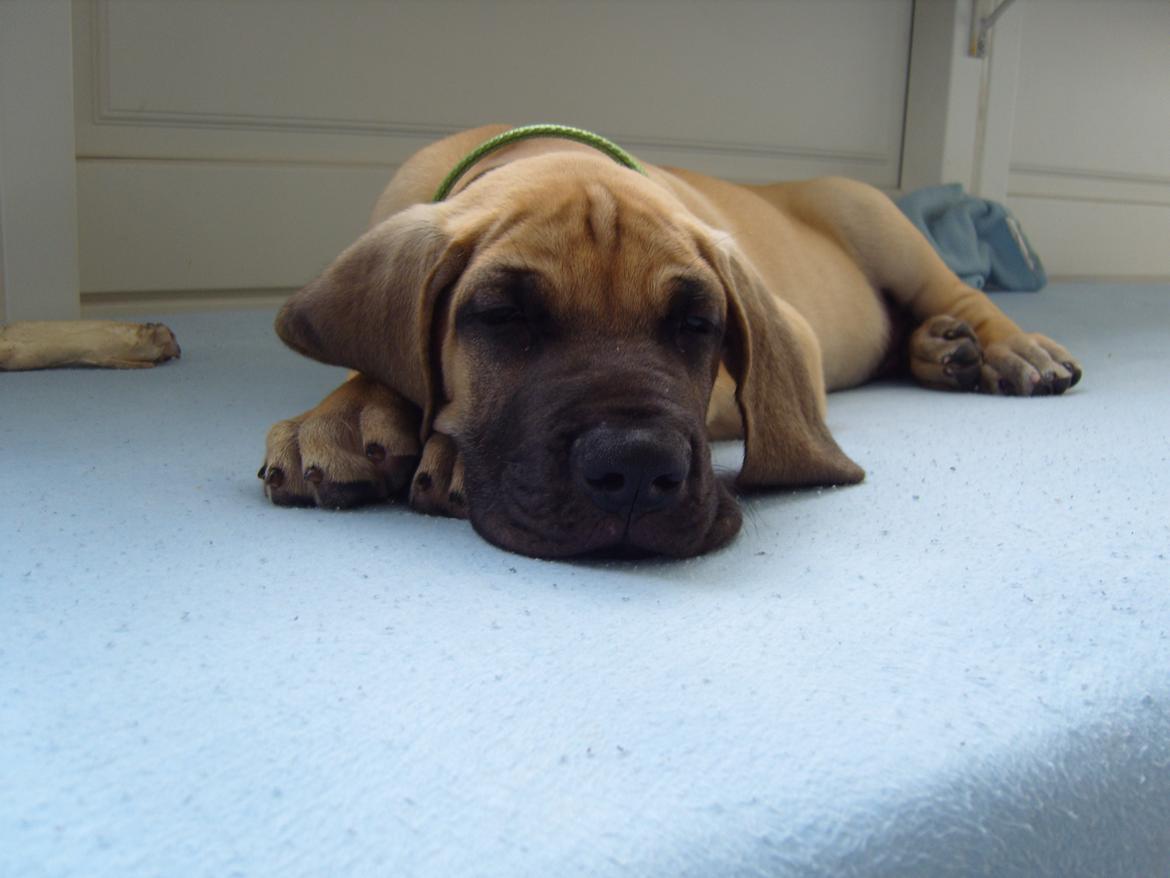 Grand danois The King and I prince Alain  -  Loke billede 3