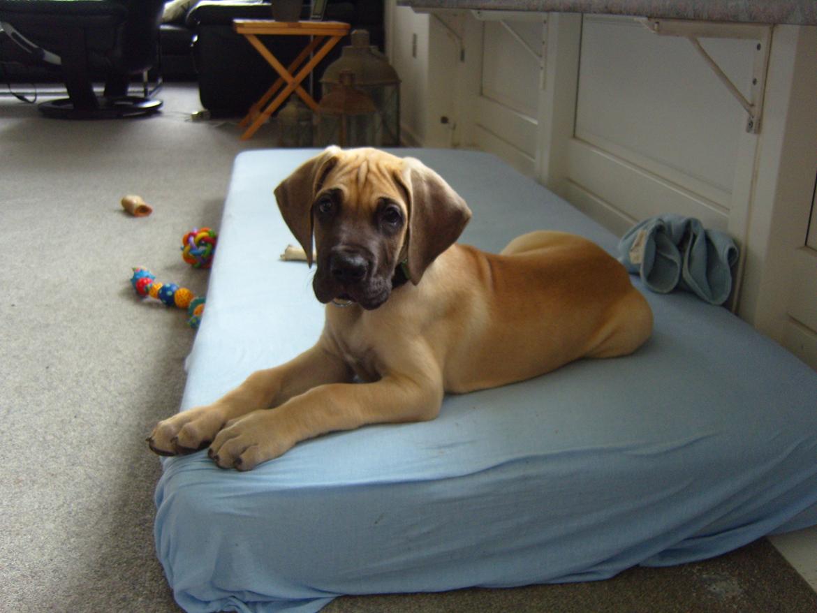 Grand danois The King and I prince Alain  -  Loke billede 4