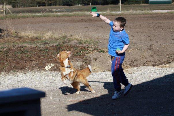 Nova scotia duck tolling retriever Saga - Saga leger med Rani min lille svoger på 6 :) billede 23