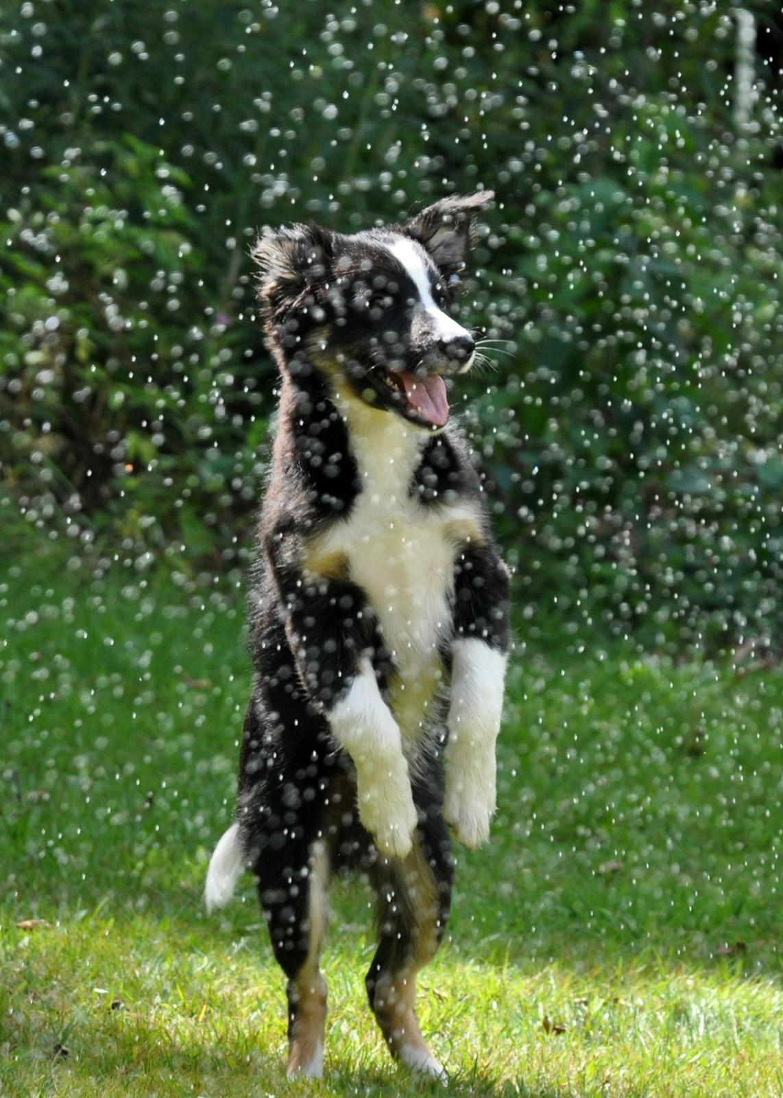 Border collie Krauholt Talented Yoda billede 11