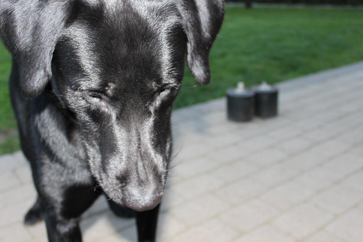 Blanding af racer | Buster billede 9