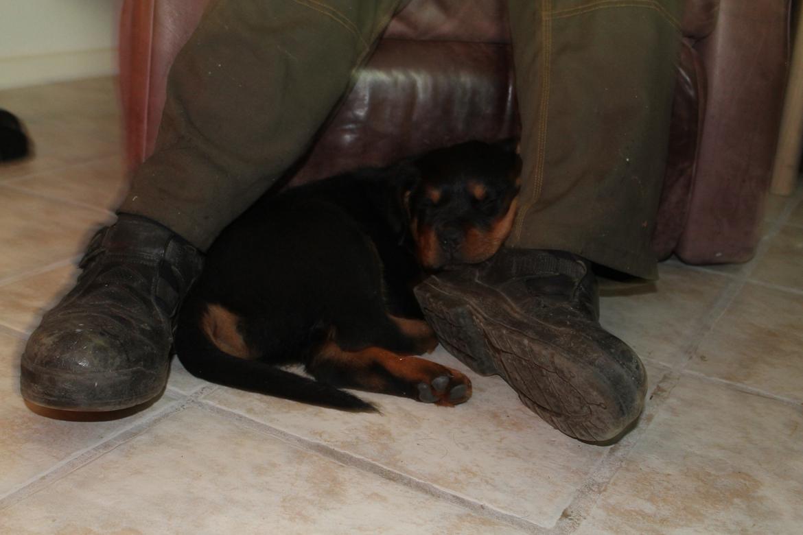 Rottweiler Saxo (Vom Hause Luna's Pyton) - Sover trygt ved fars fødder. 

d. 26/06 2012 billede 11