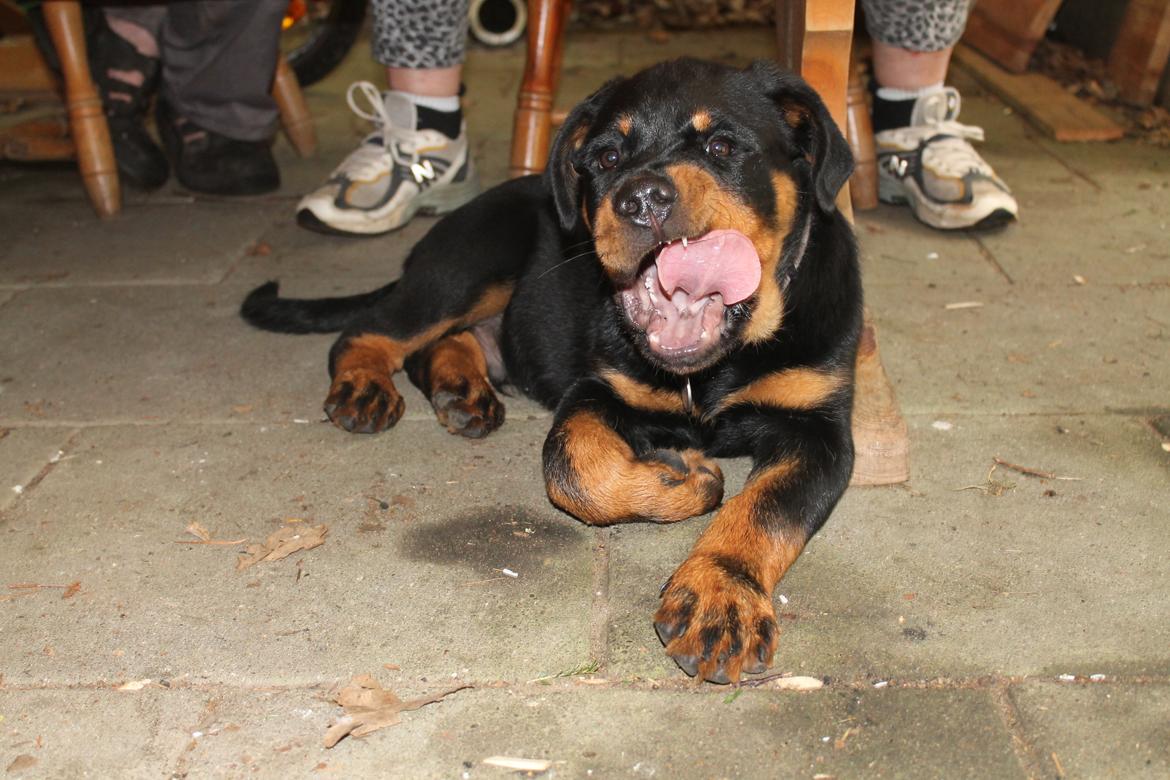 Rottweiler Saxo (Vom Hause Luna's Pyton) - Lille hund med stor mund! 

d. 02/08 2012 billede 16