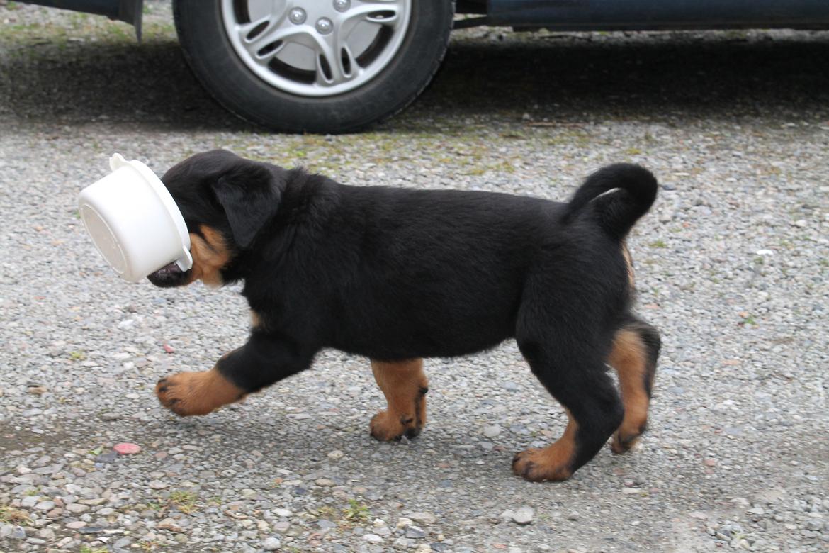 Rottweiler Saxo (Vom Hause Luna's Pyton) - Afsted med vandskålen...

d. 26/06 2012 billede 9