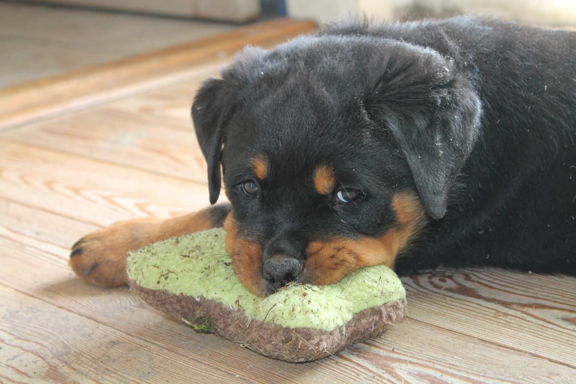 Rottweiler Saxo (Vom Hause Luna's Pyton) - Saxo med sit yndlingslegetøj. 

d. 28/06 2012 billede 12