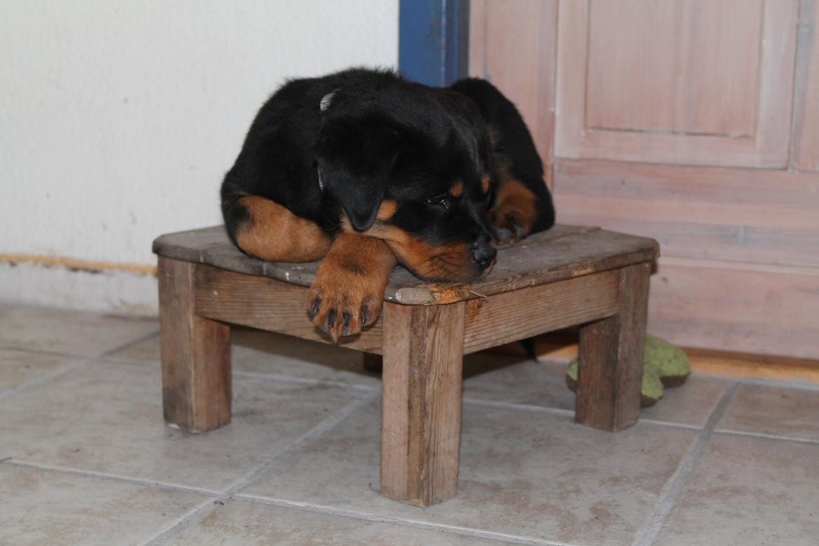 Rottweiler Saxo (Vom Hause Luna's Pyton) - Her på sin lille skammel. Han elsker at sig lidt større end han er :-)

d. 30/06 2012 billede 13