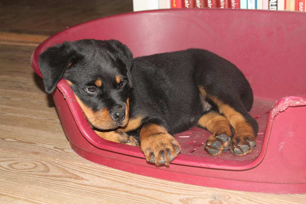 Rottweiler Saxo (Vom Hause Luna's Pyton) - I sin nye, lidt større, hundekurv. Pyt da med, at der endnu ikke er kommet puder eller tæppe i.

d. 09/07 2012 billede 14