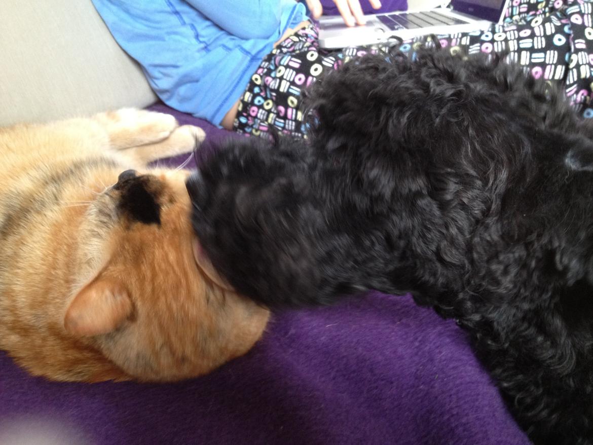 Kerry blue terrier hounor brights Big Thunder - kenzo ordner tigermis billede 8