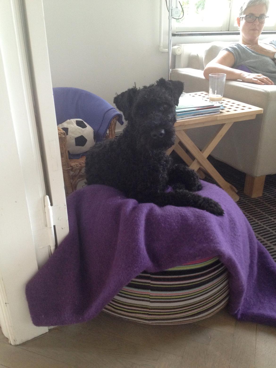 Kerry blue terrier hounor brights Big Thunder - kenzo ligger på vores fod pude billede 9