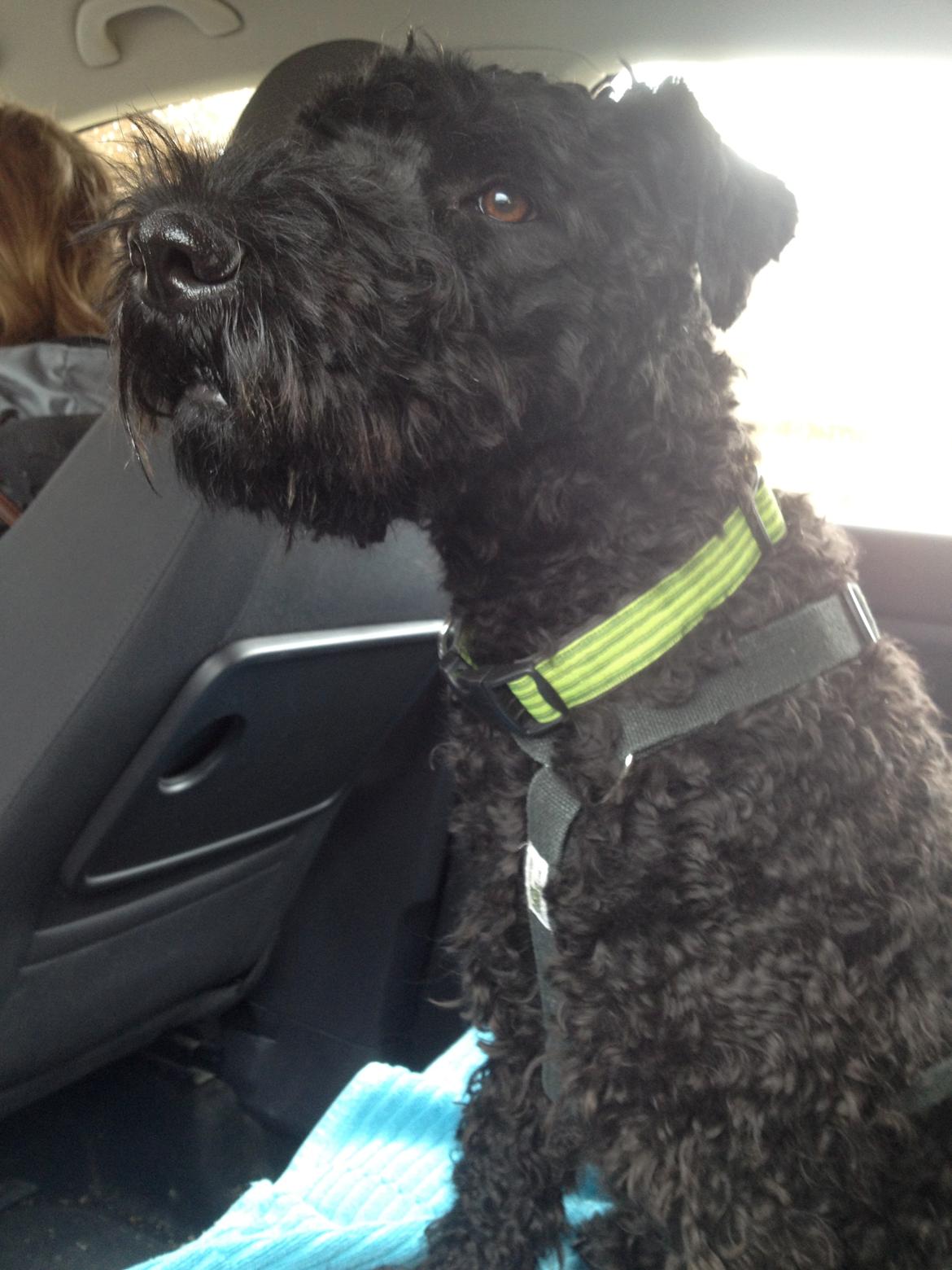 Kerry blue terrier hounor brights Big Thunder - i bil:-) billede 10
