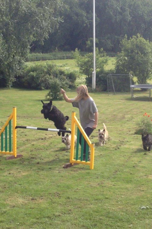Kerry blue terrier hounor brights Big Thunder - Kenzo springer 65 cm, dygtig vovse! billede 1