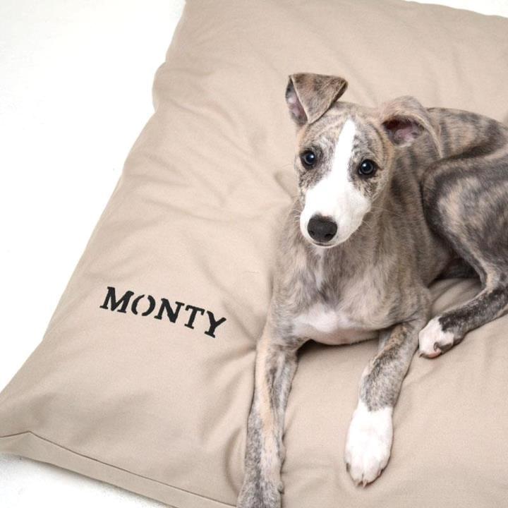 Whippet Monty billede 1