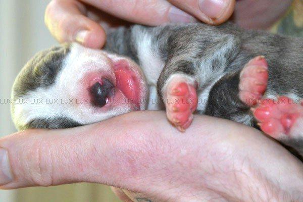 Whippet Monty - 12.05.2012
Monty er her 1 uge gammel - ved vores første møde <3 billede 2