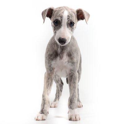 Whippet Monty - 02.07.2012 - Model-Monty billede 4