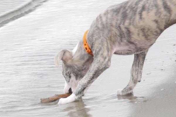 Whippet Monty - 19.07.2012 - dejlig tur på stranden billede 6