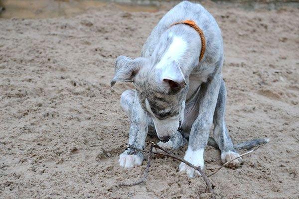 Whippet Monty - 28.07.2012 - Monty undersøger den sjove pind i sandkassen til hvalpeleg med hans søskende hos Tanalorn billede 9
