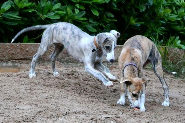 Whippet Monty - 28.07.2012 - Monty leger med søster Catie til hvalpeleg med hans søskende hos Tanalorn billede 10