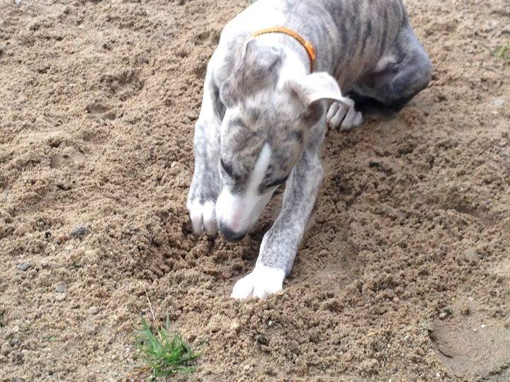 Whippet Monty - 02.08.2012 - Monty er blevet helt vild med at grave! billede 13
