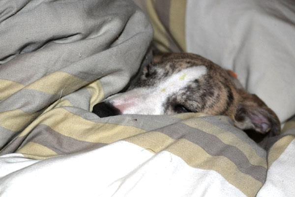 Whippet Monty - 28.07.2012 - Monty gik direkte i seng, da vi kom hjem fra hvalpeleg med hans søskende hos Tanalorn..... og med græsrester i panden :-p billede 12