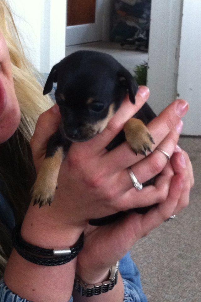 Blanding af racer Prazsky Krysarik / Chihuahua - CARLOIOS billede 18