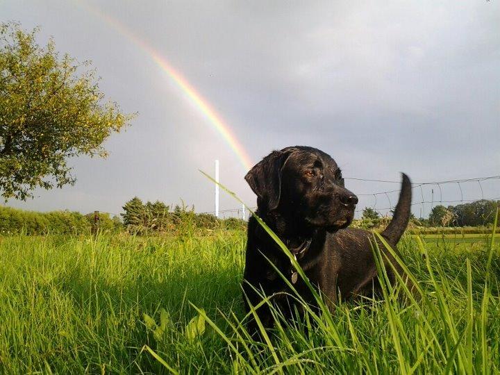 Labrador retriever Rolf - Rolf var lige ude at gå med Emil og hans mobil :D  billede 1