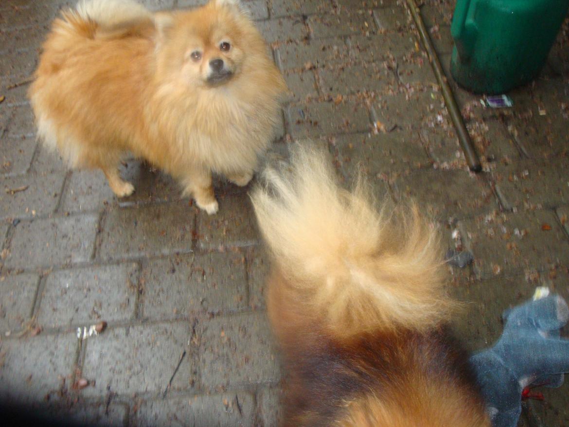 Pomeranian Mulle - dejlige lille....HHHHmmmm... Mulle nu er hun 11 mdr  billede 16