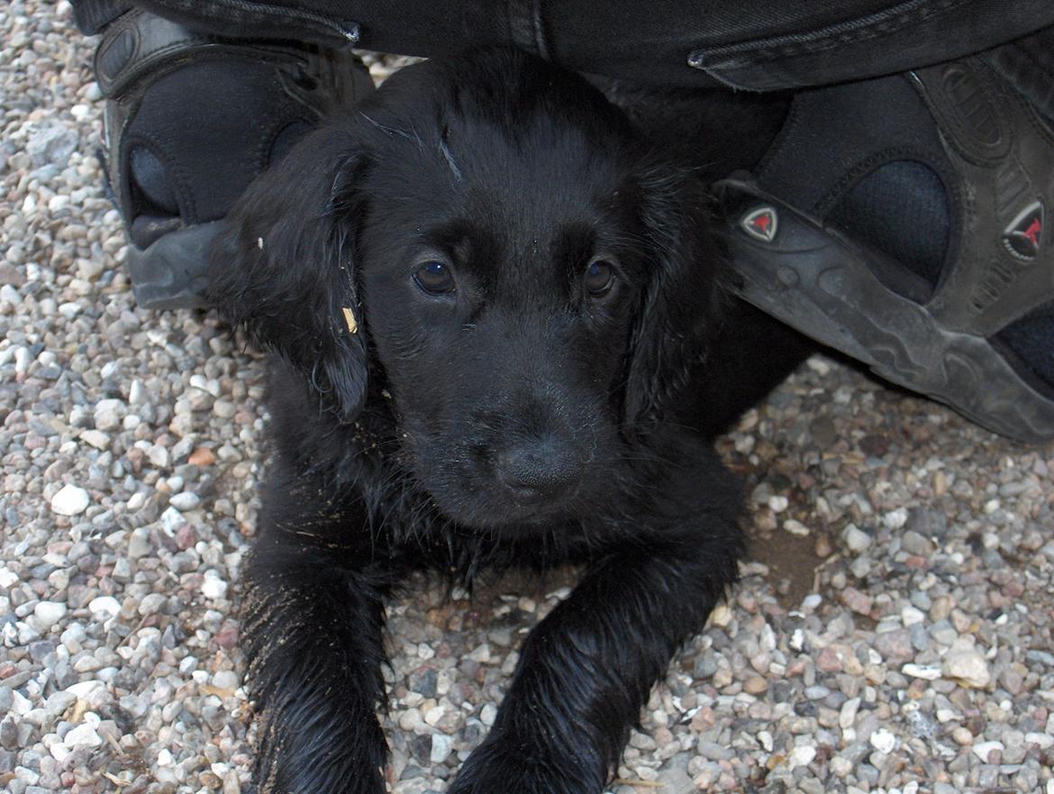 Flat coated retriever Diva billede 1