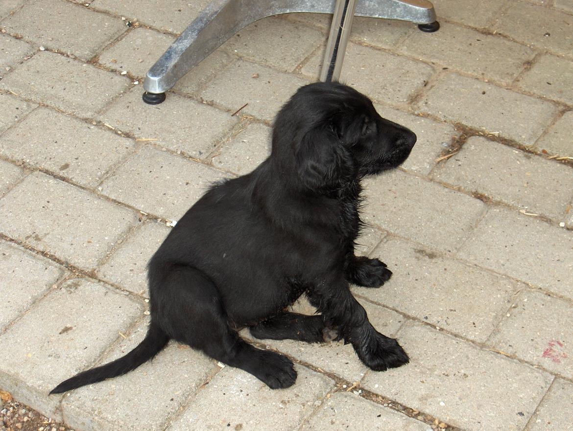 Flat coated retriever Diva billede 2