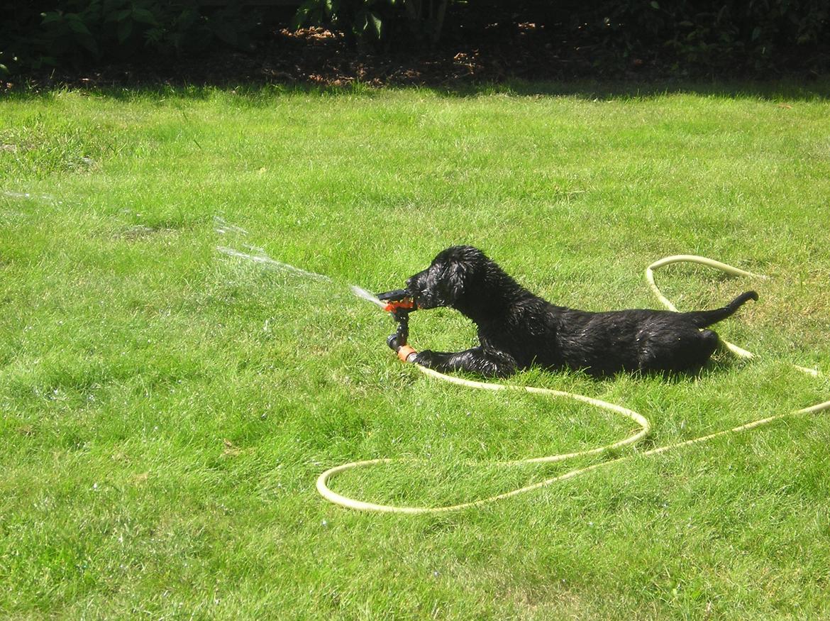 Flat coated retriever Diva billede 3