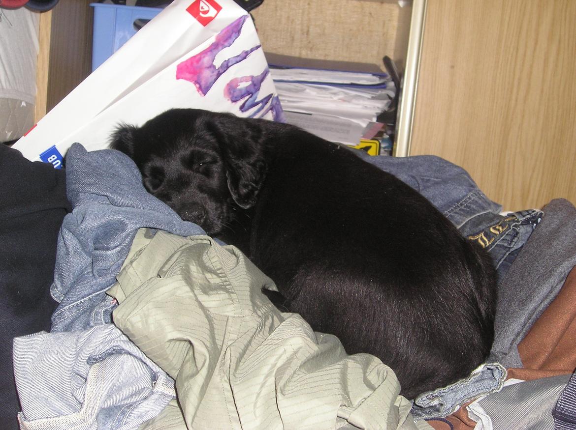 Flat coated retriever Diva billede 4