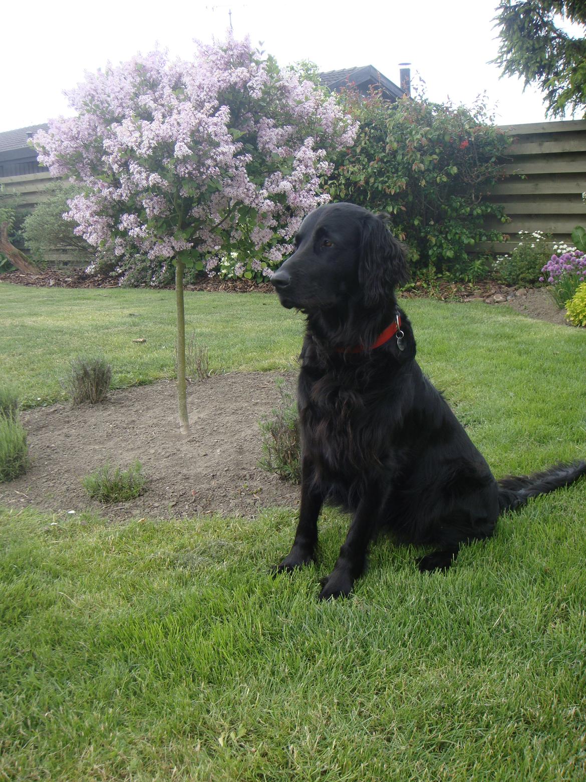 Flat coated retriever Diva billede 5