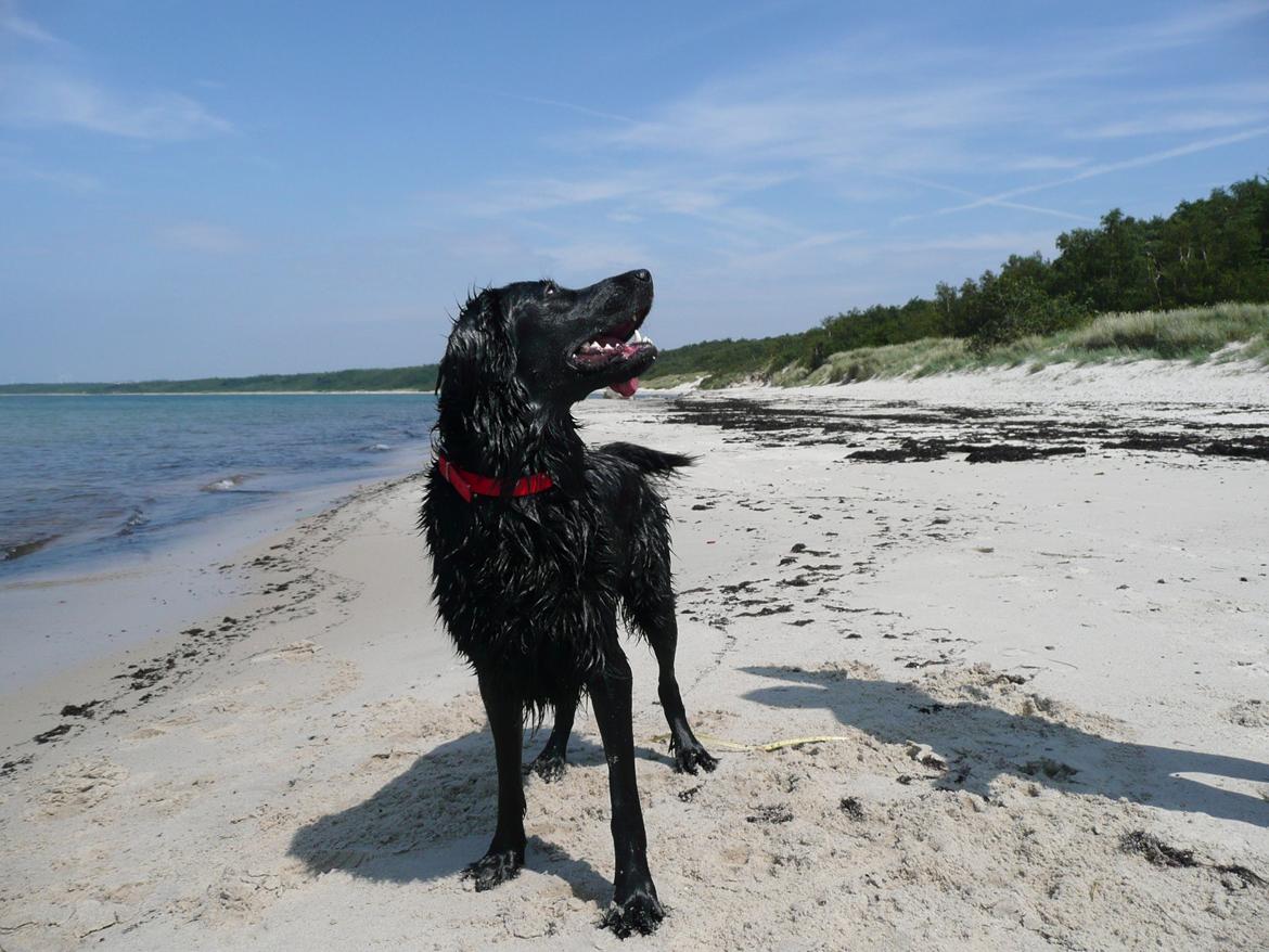 Flat coated retriever Diva billede 6