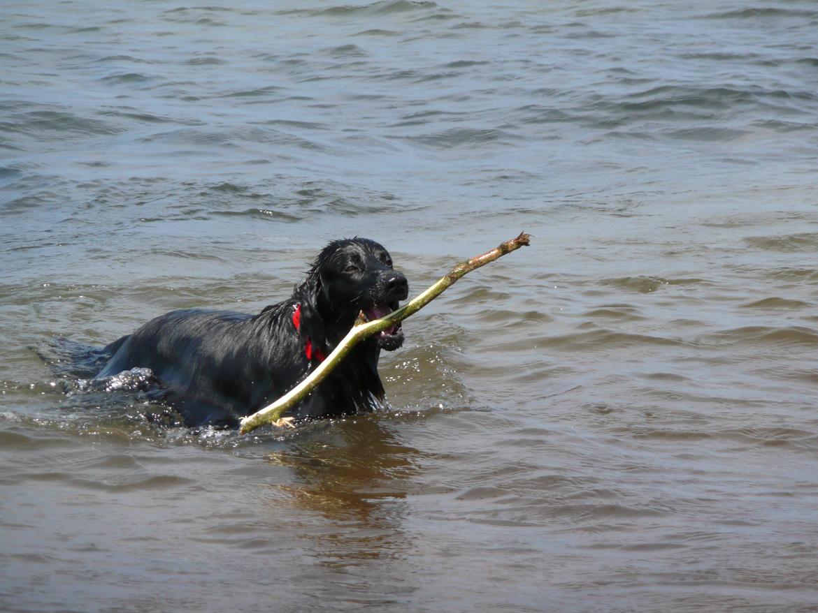 Flat coated retriever Diva billede 7