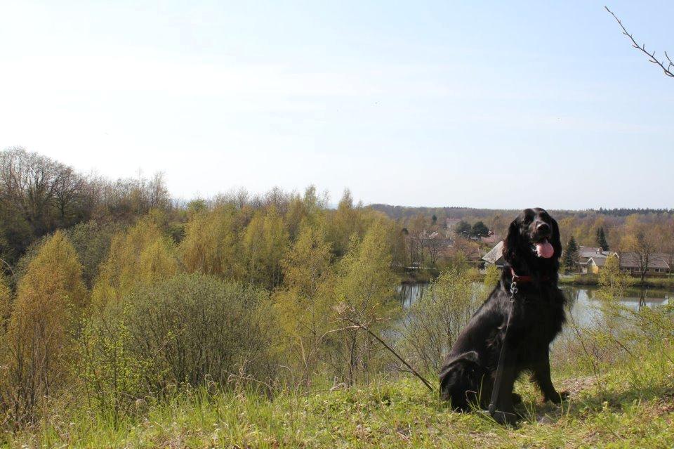 Flat coated retriever Diva billede 8