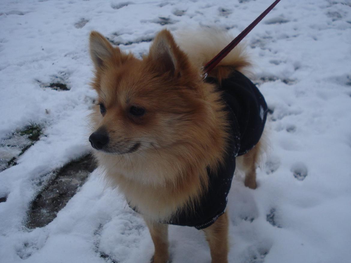 Blanding af racer Bellis :) billede 16