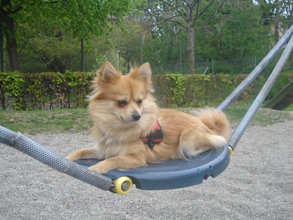 Blanding af racer Bellis :) billede 17