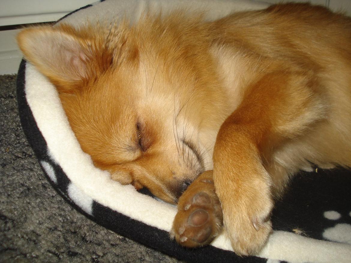 Blanding af racer Bellis :) billede 18