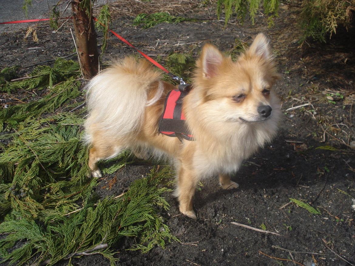 Blanding af racer Bellis :) billede 19