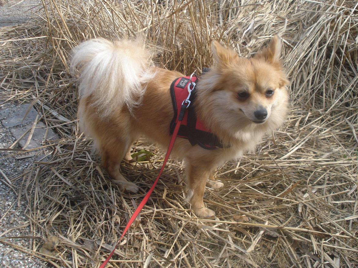 Blanding af racer Bellis :) billede 20