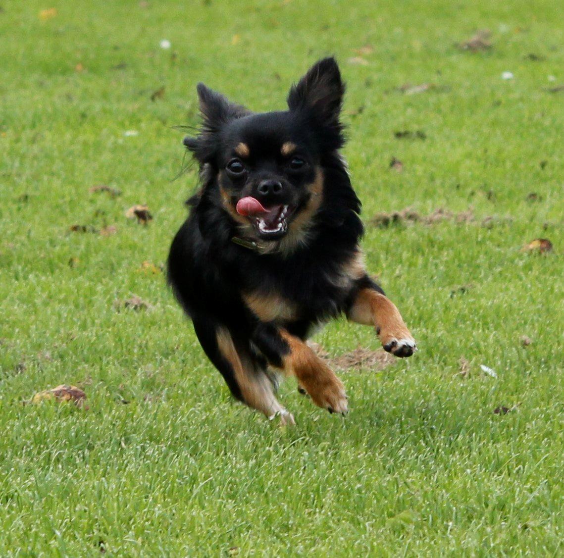 Chihuahua Pablo billede 7