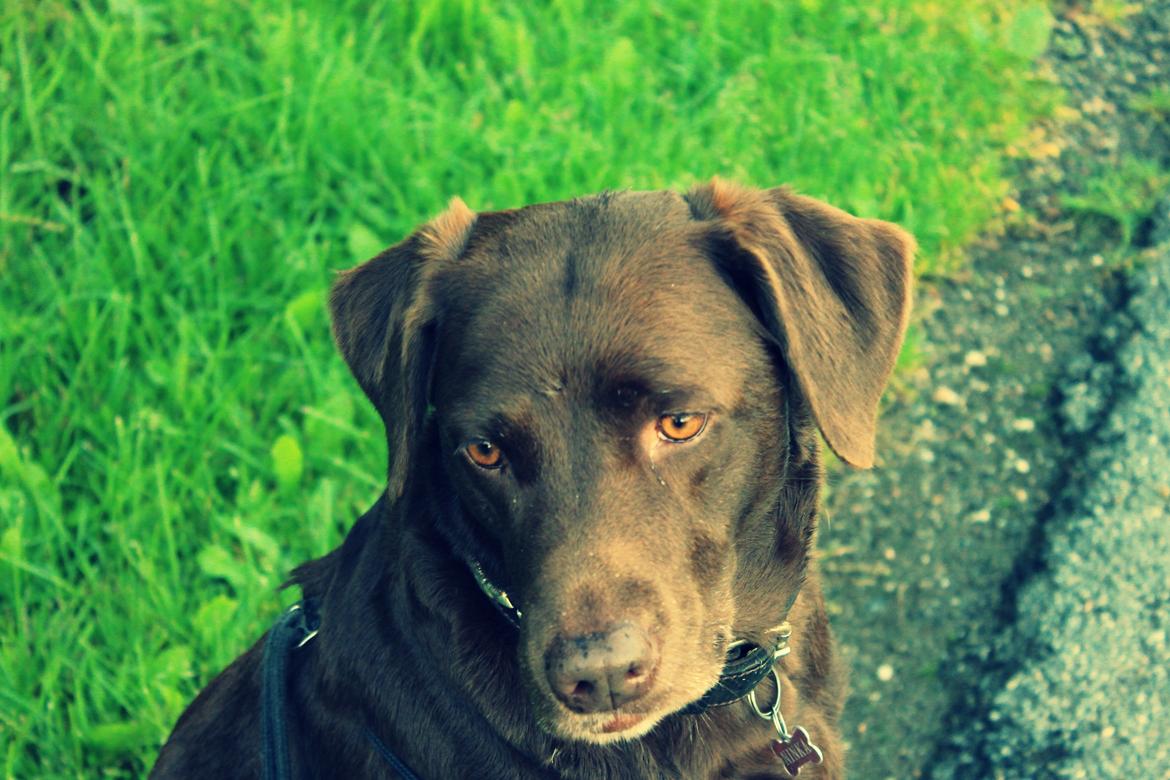 Blanding af racer Ninka billede 7