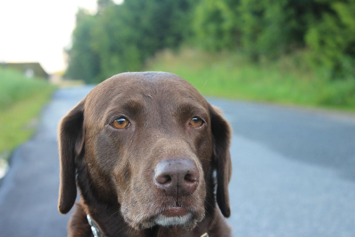 Blanding af racer Ninka billede 8