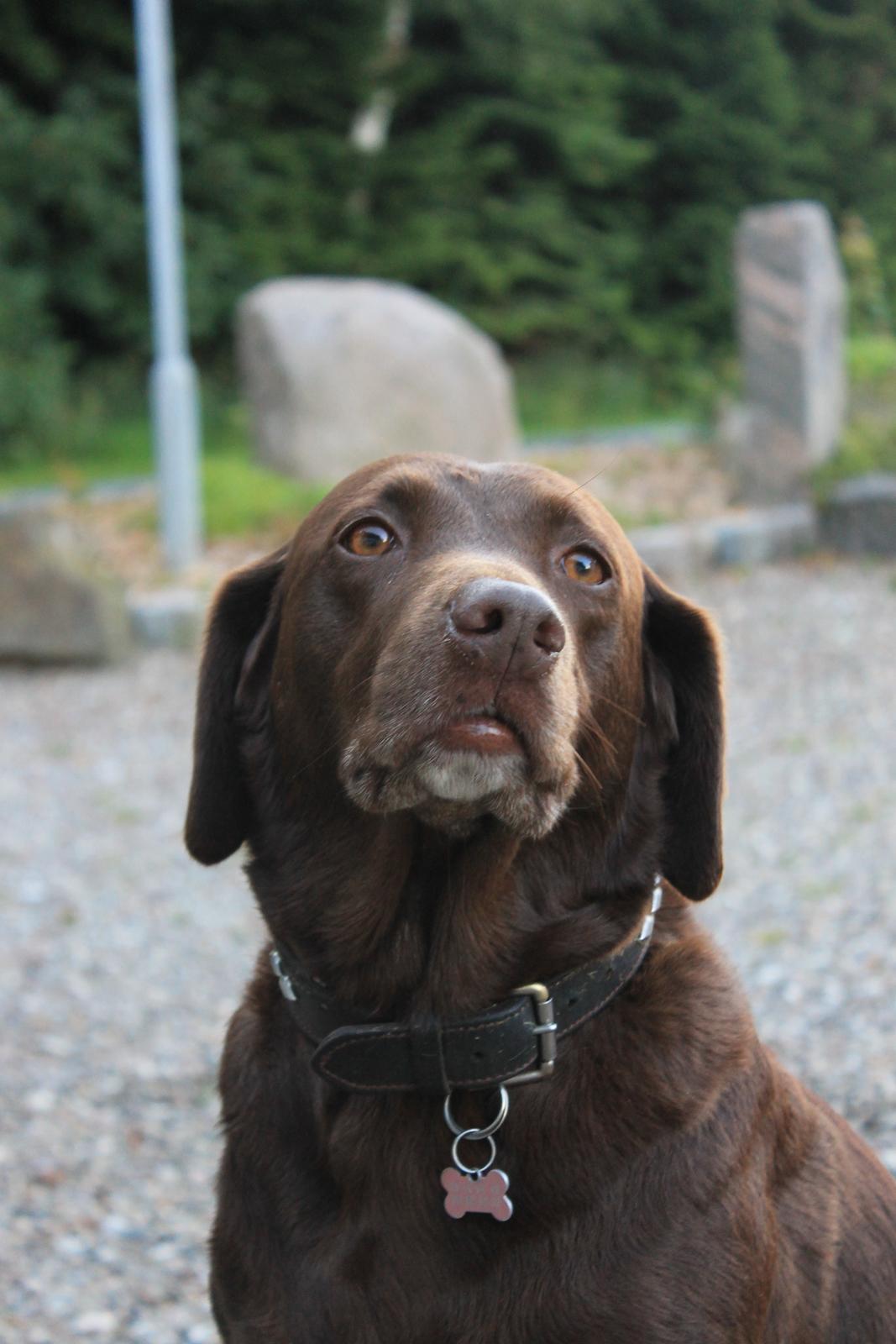 Blanding af racer Ninka billede 9