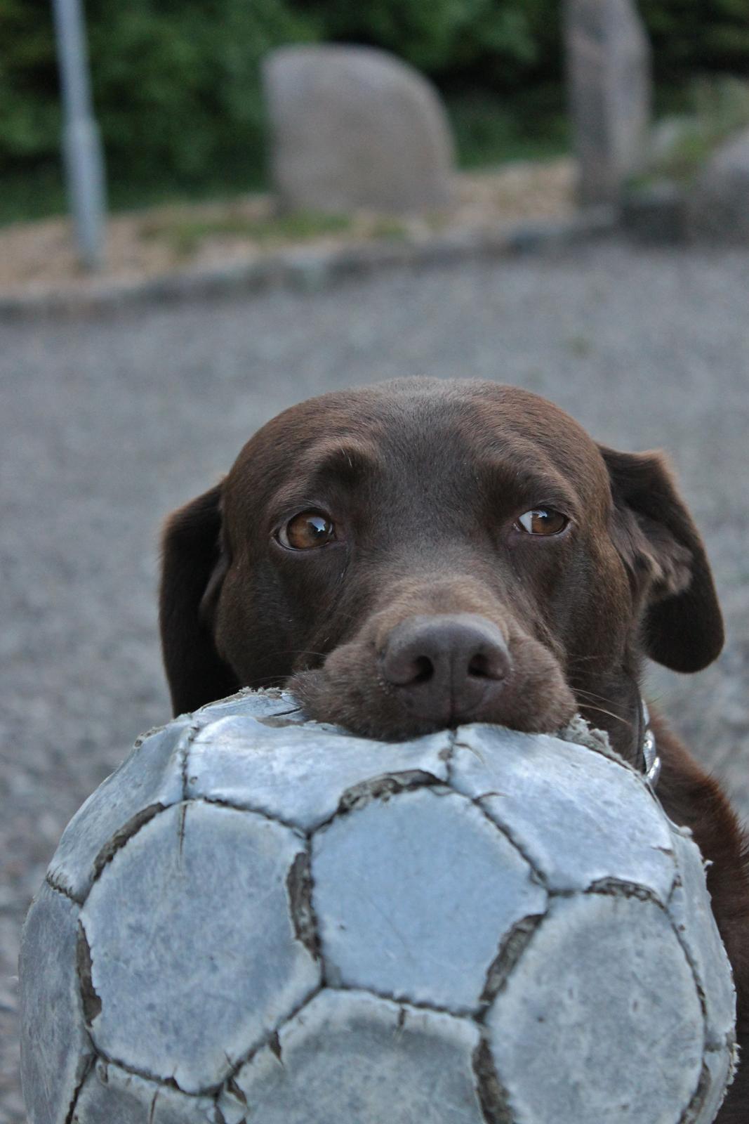 Blanding af racer Ninka billede 10