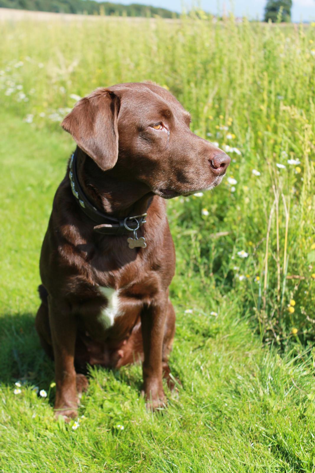 Blanding af racer Ninka - Velkommen til Ninkas profil her på hundegalleri. Smid gerne en kommentar og en bedømmelsen, så er i Søøøøde ;) billede 1