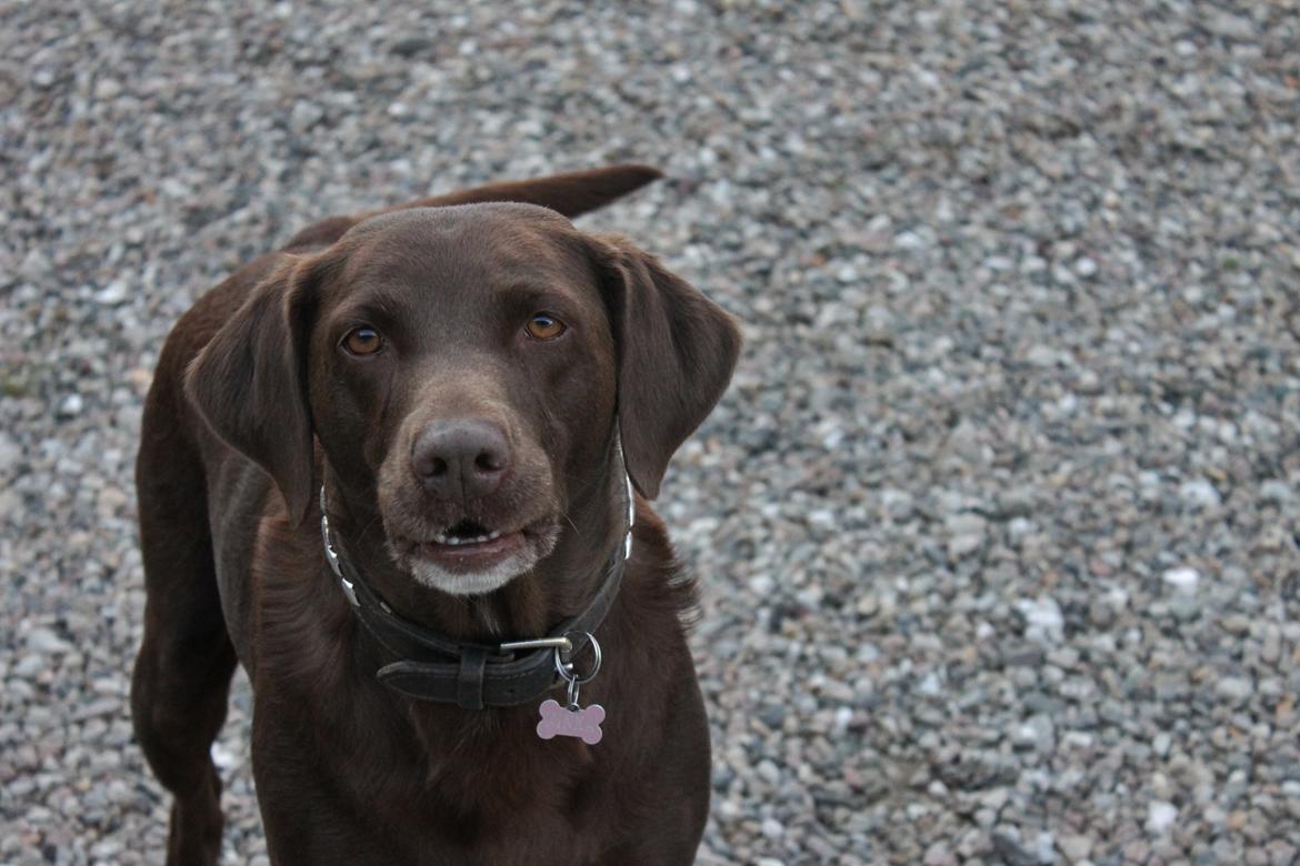 Blanding af racer Ninka billede 12