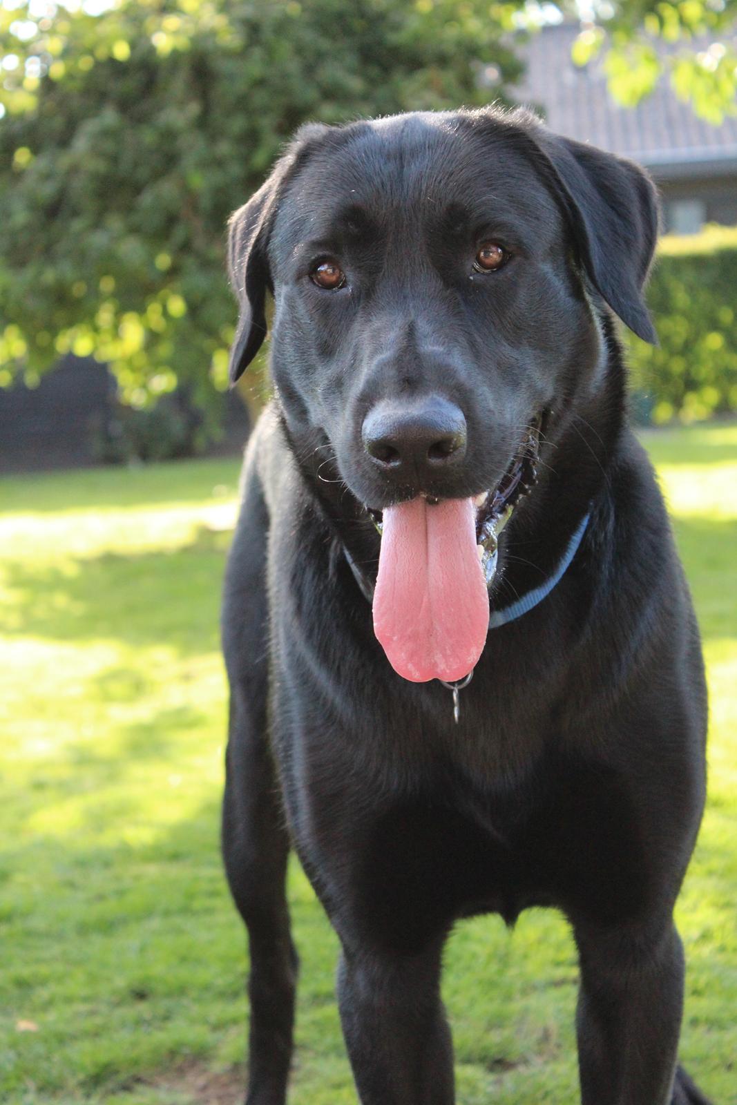 Blanding af racer | Buster billede 17