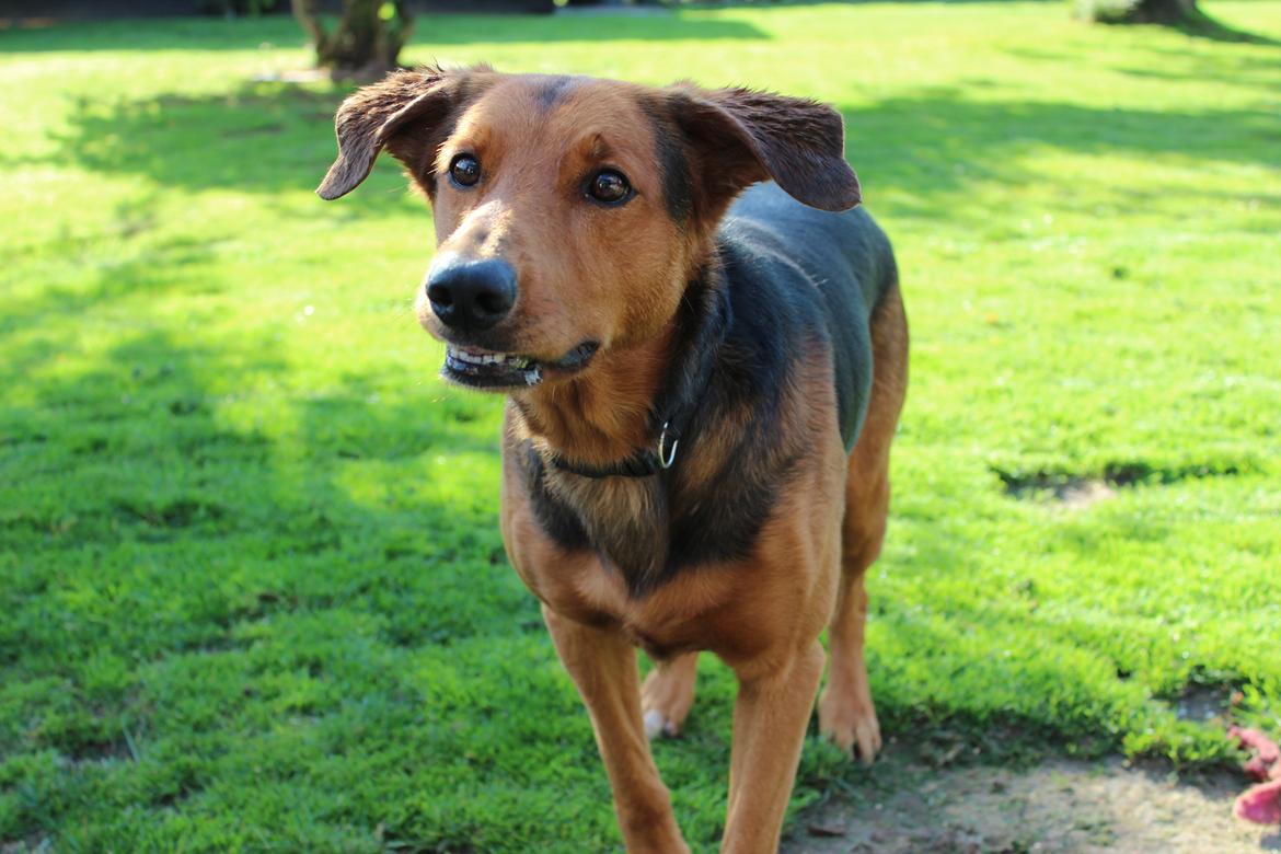 Blanding af racer | Bisse billede 4