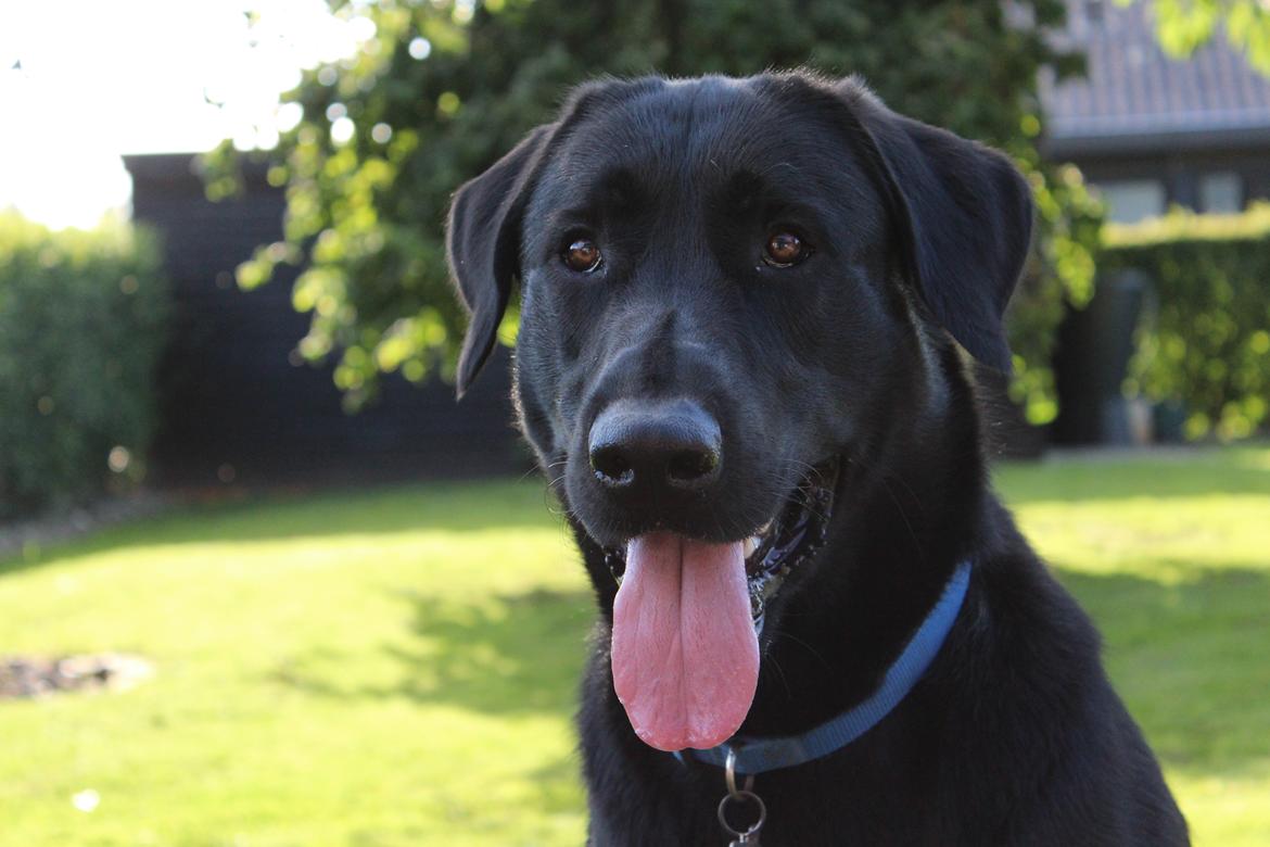 Blanding af racer | Buster billede 1